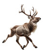 © Shivart - Reindeer Running, Jumping-  Generative AI