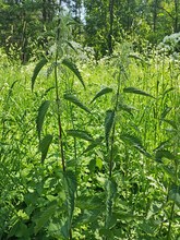 Thickets of dioecious nettle in the forest