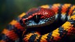 Colorful Coral Snake