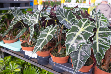 Alocasia in small brown flower pots on the shelf of the showcase in greenhouses, plant nurseries, greenhouse and shops.