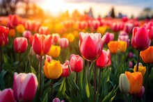 Vibrant tulips in bloom, a lively spring scenery. Generative AI