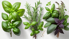 Collection Of Fresh Herb Leaves Thymeand Basil Spices Herbs On A White Table Png Food Background Design Element With Transparent Shadow On Transparent Background