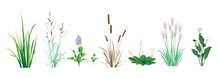 Cattail (reeds, Cane), Calamus, Sedge, Miscanthus, Water Hyacinth, Orontium, Calla Lily (Ethiopian). Tropical Coastal Grass And Floating Marsh (pond) Plants. A Color Set Drawings On A White Background