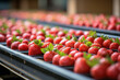 strawberries on conveyor belt at warehouse in background of modern factory.  Logistics concept of production and industry.