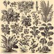 Page of an antique retro book with a guide to plants and flowers, black and white drawing engraving style 