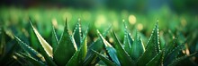 Green Aloe Leaves With Dew Drops