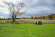 baloty słomy na polu, drzewa, kolory jesieni