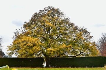 Wall Mural - Autumn trees in beautiful nature park setting with fall colour, landscape background.