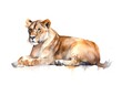 Portrait of a lying lioness on white background in watercolor style.
