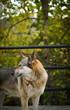 Curious wolfdog looking at the woods in Abruzzo, Italy, in the autumn.