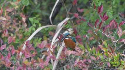 Wall Mural - common kingfisher is hunting a fish