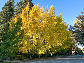 Wall Mural - A large ginkgo tree is turning yellow in the fall colors. It is planted in a parkway between the street and a house. There is a blue sky in the background.