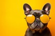 playful dog in vibrant outfit and sunglasses dancing on bright background   travel concept