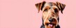 Studio portraits of a funny Airedale dog on a plain and colored background. Creative animal concept, dog on a uniform background for design and advertising.