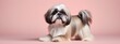 Studio portraits of a funny Shih Tzu dog on a plain and colored background. Creative animal concept, dog on a uniform background for design and advertising.