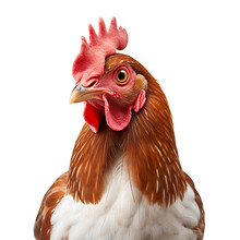 Studio Portrait Of A Chicken Isolated On Transparent Background, Studio Shoot