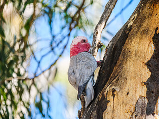 Canvas Print - Vertical Galah