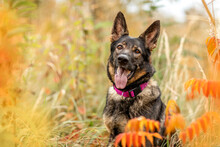 A German Shepherd Dog In Autumn Outdoors