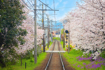 Poster - Kyoto, Japan - March 31 2023: Keifuku Tram is operated by Keifuku Electric Railroad. It consists of two tram lines and it's one of the best cherry blossom spots in the west of Kyoto city