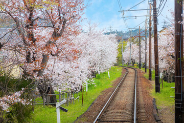 Poster - Kyoto, Japan - March 31 2023: Keifuku Tram is operated by Keifuku Electric Railroad. It consists of two tram lines and it's one of the best cherry blossom spots in the west of Kyoto city