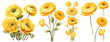 Yellow ranunculus watercolor illustration clipart. Generative AI