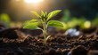 © AA - plant in the soil HD 8K wallpaper Stock Photographic Image