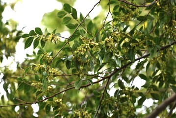 Wall Mural - Lace bark elm / Chinese elm ( Ulmus parvifolia ) fruits ( Samara ). Ulmaceae deciduous tree. Flowers bloom in September and samara ripens in November.