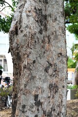 Canvas Print - Lace bark elm / Chinese elm ( Ulmus parvifolia ) fruits ( Samara ). Ulmaceae deciduous tree. Flowers bloom in September and samara ripens in November.