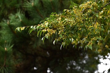 Sticker - Lace bark elm / Chinese elm ( Ulmus parvifolia ) fruits ( Samara ). Ulmaceae deciduous tree. Flowers bloom in September and samara ripens in November.