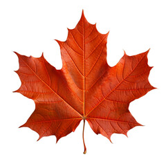 maple leaf isolated
