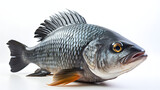 Fototapeta  - carp fish isolated on white background