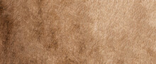 Brown Grey Animal Natural Fur Wolf Fox, Bear, Wildlife Texture Table Top View Concept For Hairy Background, Textures And Wallpaper. Close Up Detail Of Fluffy Grizzly Bear Coat Image Full Frame.