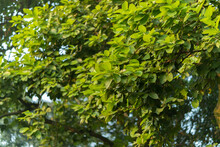 Dipterocarpus Tuberculatus Roxb. Dipterocarpaceae ,Banana Leaf TightSprouting Leaves Of Large Perennials In The Deciduous Forest Of Southeast Asia, Thailand, Myanmar, Laos, Vietnam