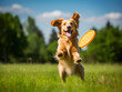 Energetic dog leaping high to catch a flying frisbee on a sunny day.