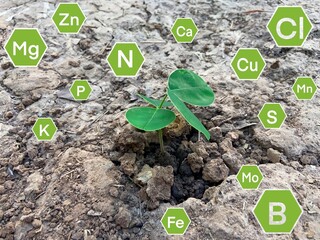 Poster - Chemical fertilizers and nutrients that plants need