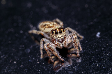 Wall Mural - spider