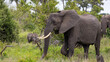 African elephant on the move in the wild
