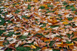 Autumn leaves on the lawn