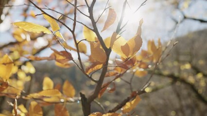 Wall Mural - Slow motion of autumn leaves on a branch in october