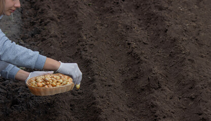 Poster - A woman plants onions on a farm. Selective focus.