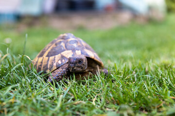 Wall Mural - turtle on grass