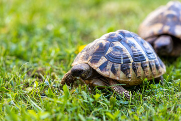 Wall Mural - turtle on the grass