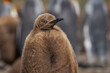 Young King Penguin (Aptenodytes patagonicus) covered in brown fluffy down at Volunteer Point in the Falkland Islands.
