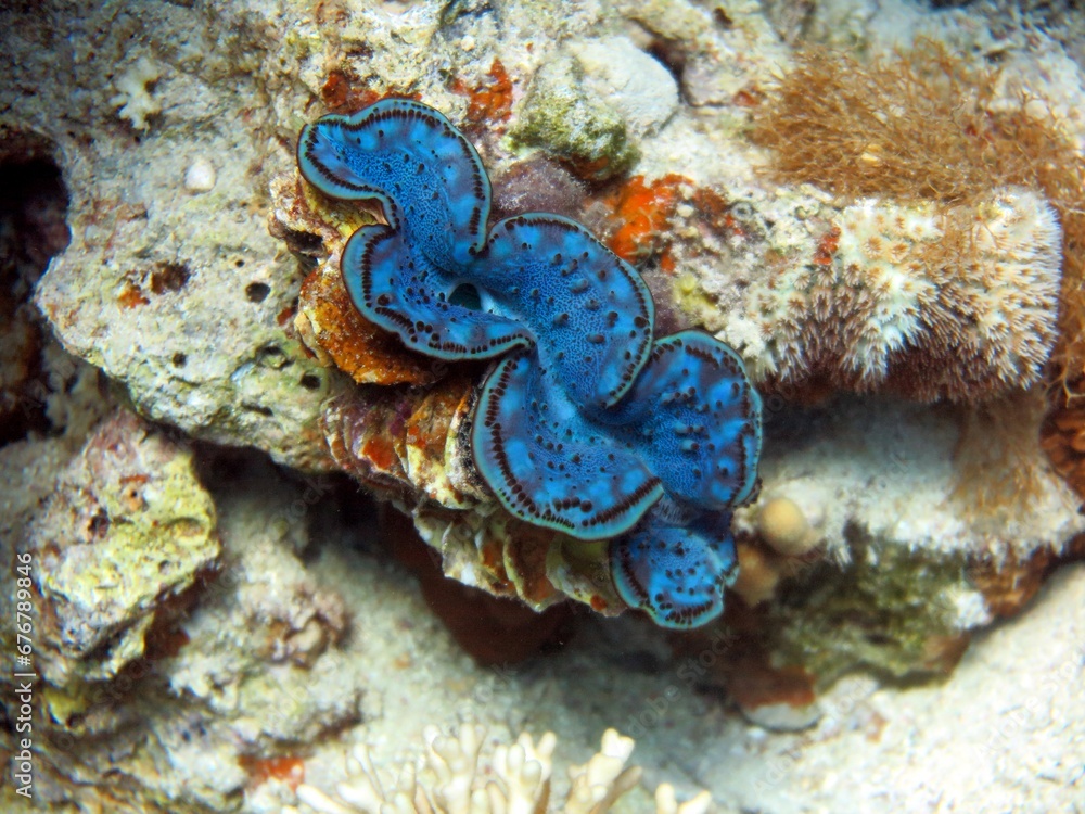 Red sea colorful giant clam shells Stock Photo | Adobe Stock