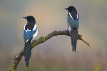 The Eurasian Magpie Or Common Magpie Or Pica Pica On The Branch With Colorful Background