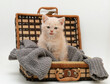 Ginger British kitten sitting in a wicker suitcase