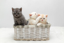Three Purebred British Kittens Sitting In A Basket