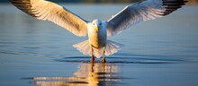 A Gull With Webbed Feet Was Gracefully Landing On The Calm Surface Of The Lake Creating A Reflection In The Water