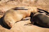Fototapeta Łazienka - Mother seal breastfeeding her baby at Cape Cross Seal Reserve, Skeleton Coast, Namibia. Home to one of the largest colonies of Cape fur seals (Arctocephalus pusillus) in the world.