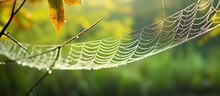 In The Early Morning The Dew Covered Cobwebs Glistened In The Background Of The Vibrant Green Nature Creating A Mesmerizing Web Network That Trapped Tiny Drops Of Water Showcasing The Beaut